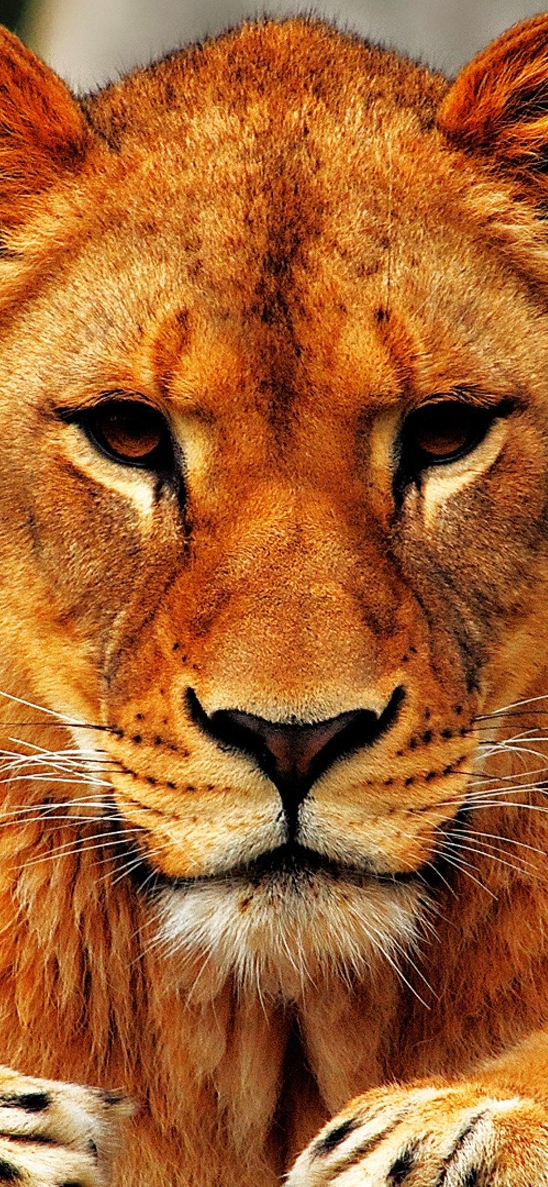 Seriously lion female - Wild animal wallpaper