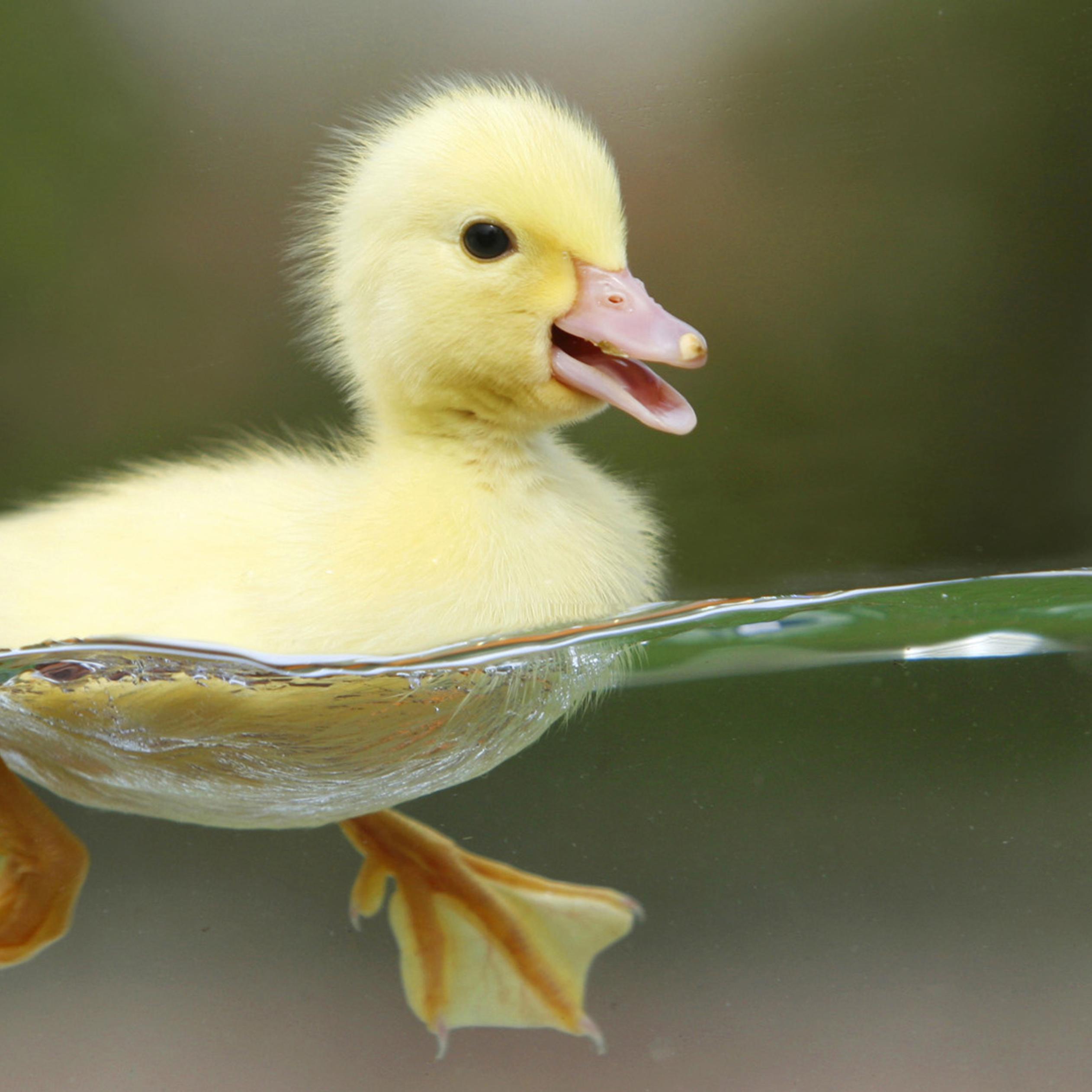 Sweet little duck swim - HD wallpaper