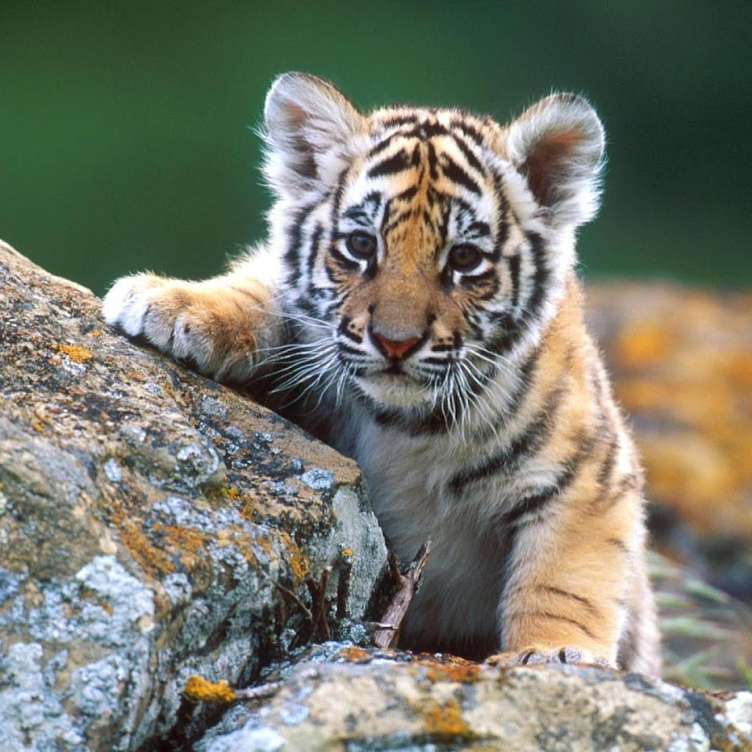 Sweet little tiger in the jungle - HD wallpaper wild animals