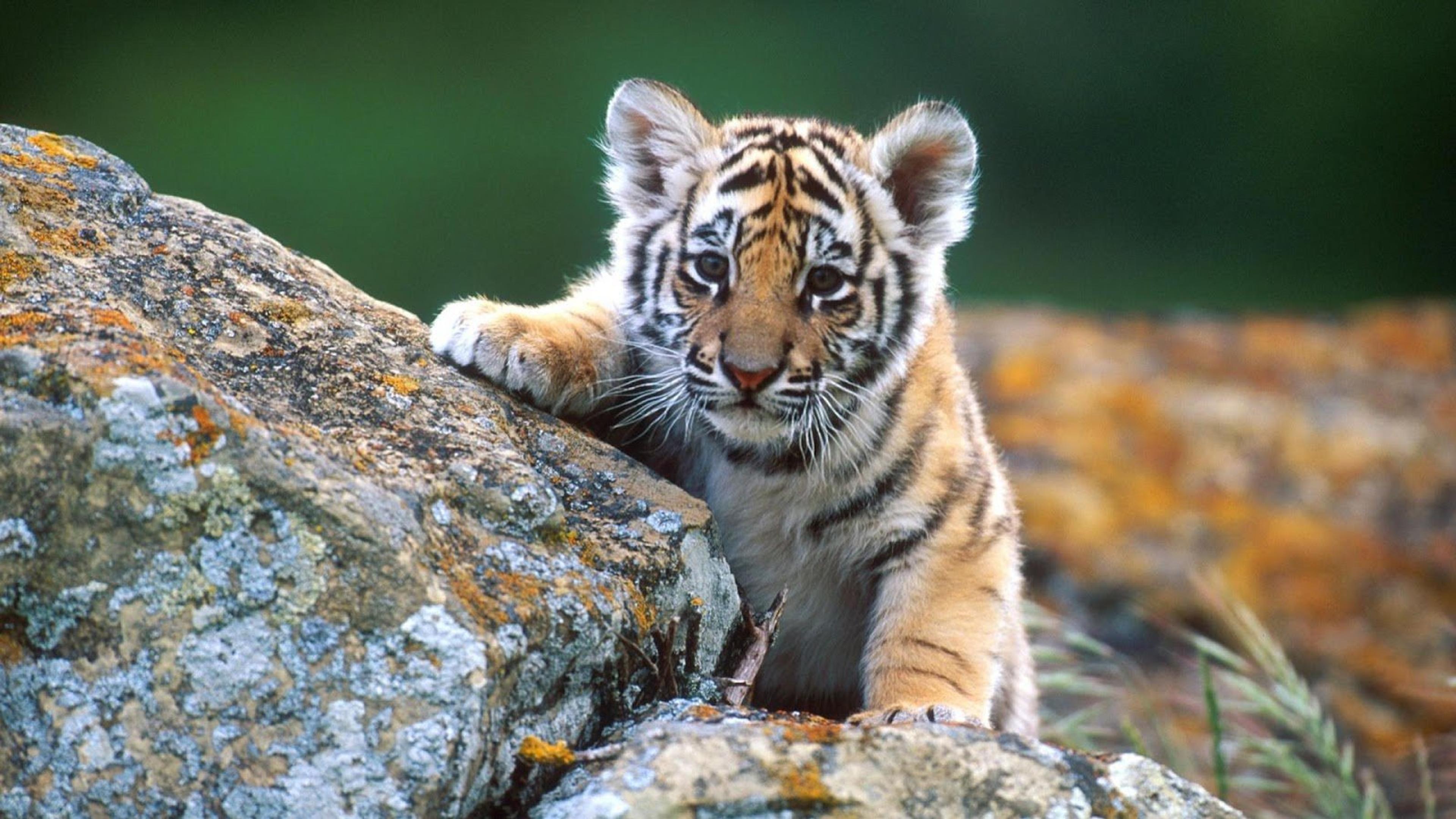 Sweet little tiger in the jungle - HD wallpaper wild animals