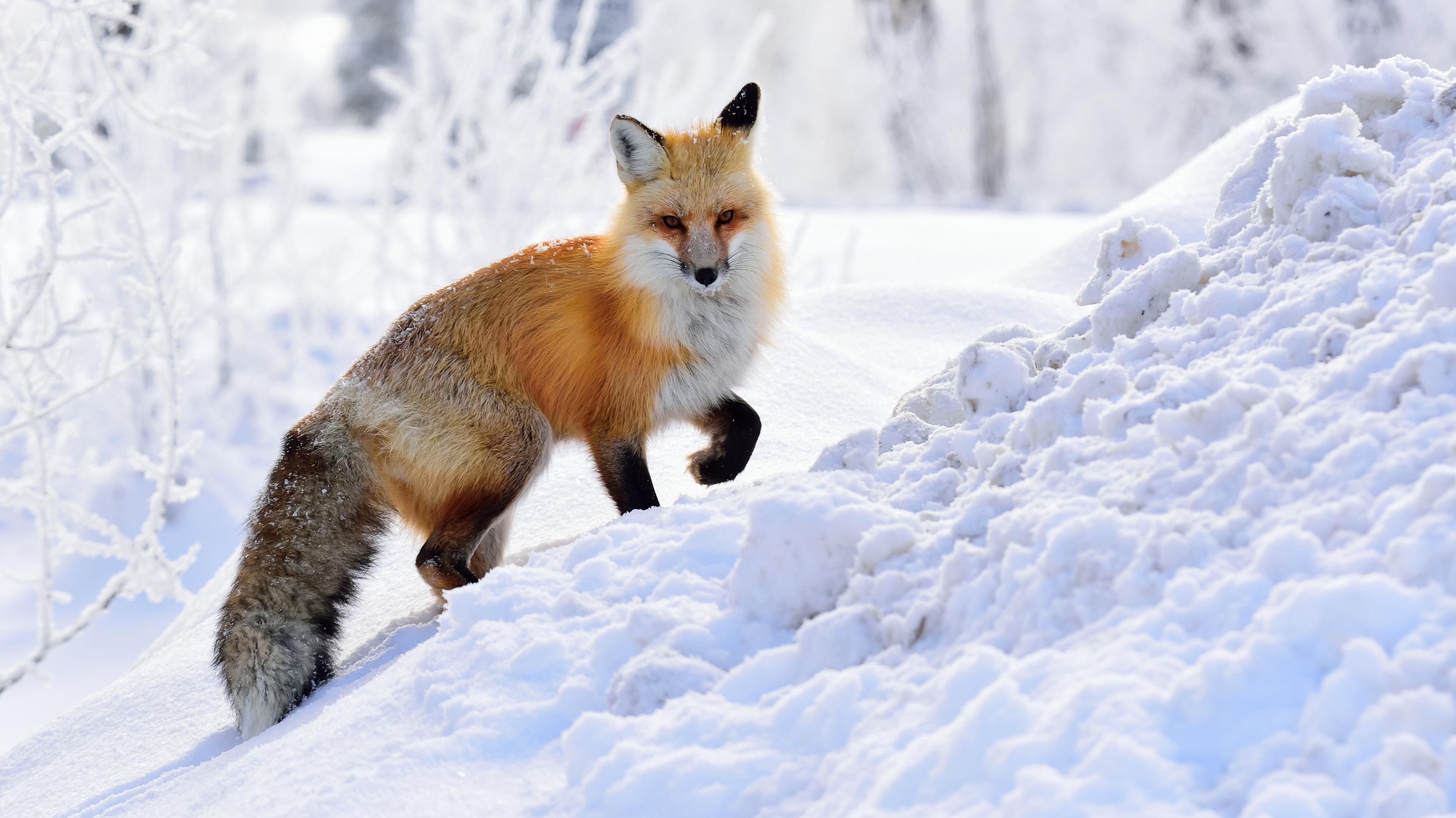 Wild fox climb on the snow - HD wild animal in winter season