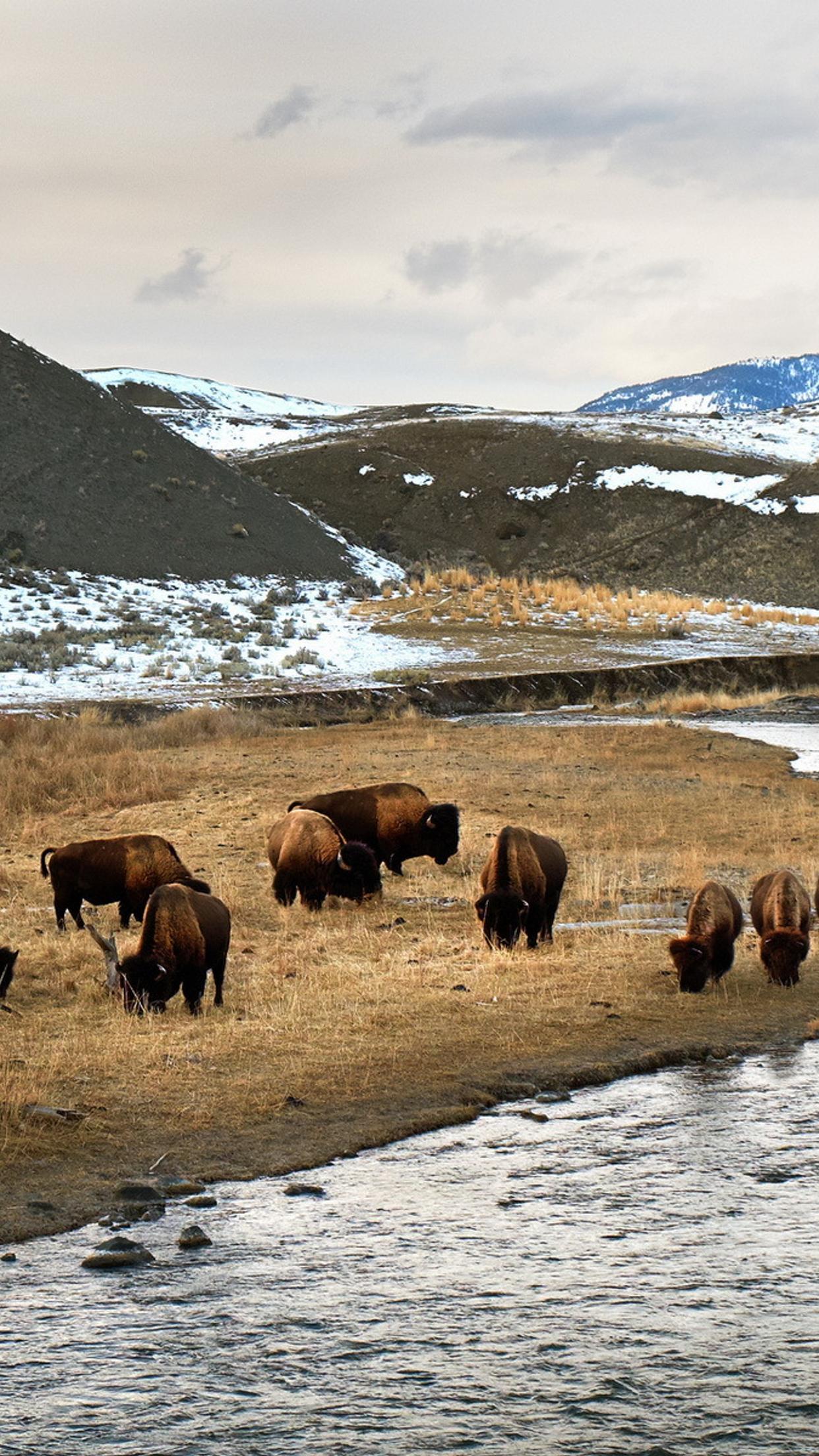 Wild herd of bison HD
