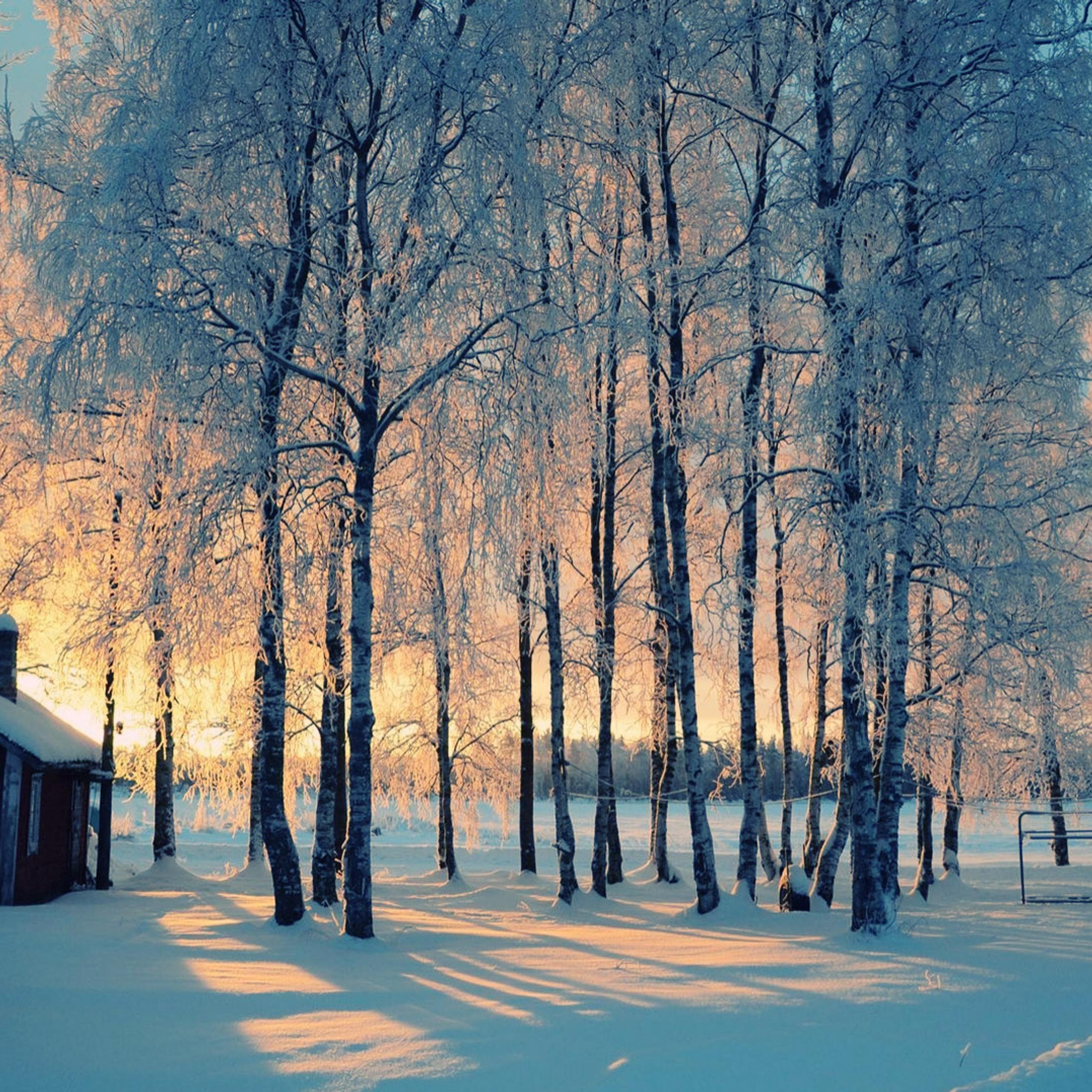 Good morning beautiful winter day in the forest-HD wallpaper