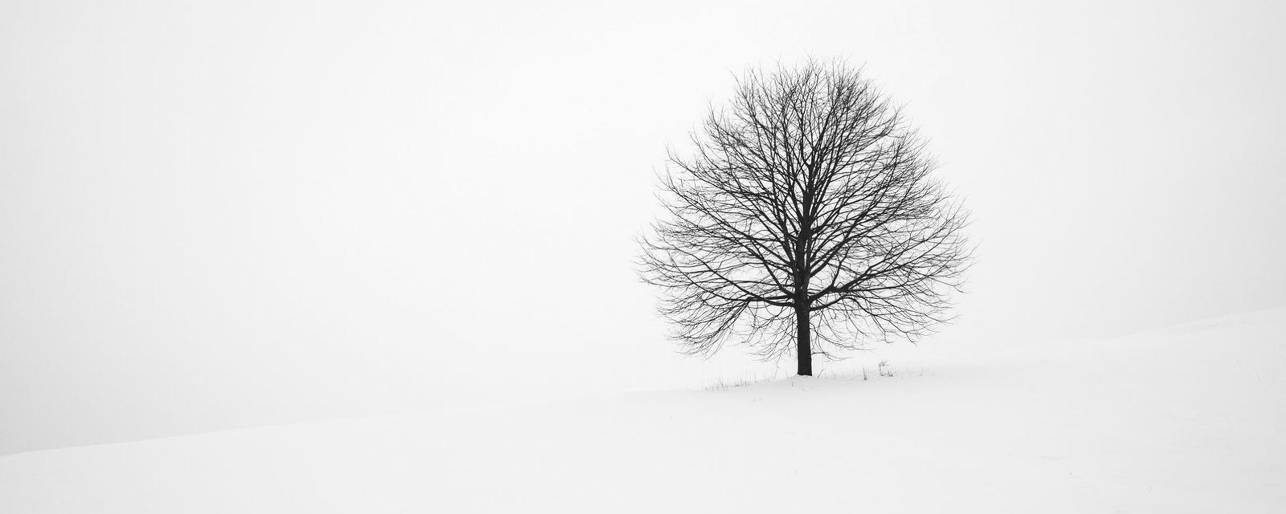 White nature and one single tree - HD wallpaper