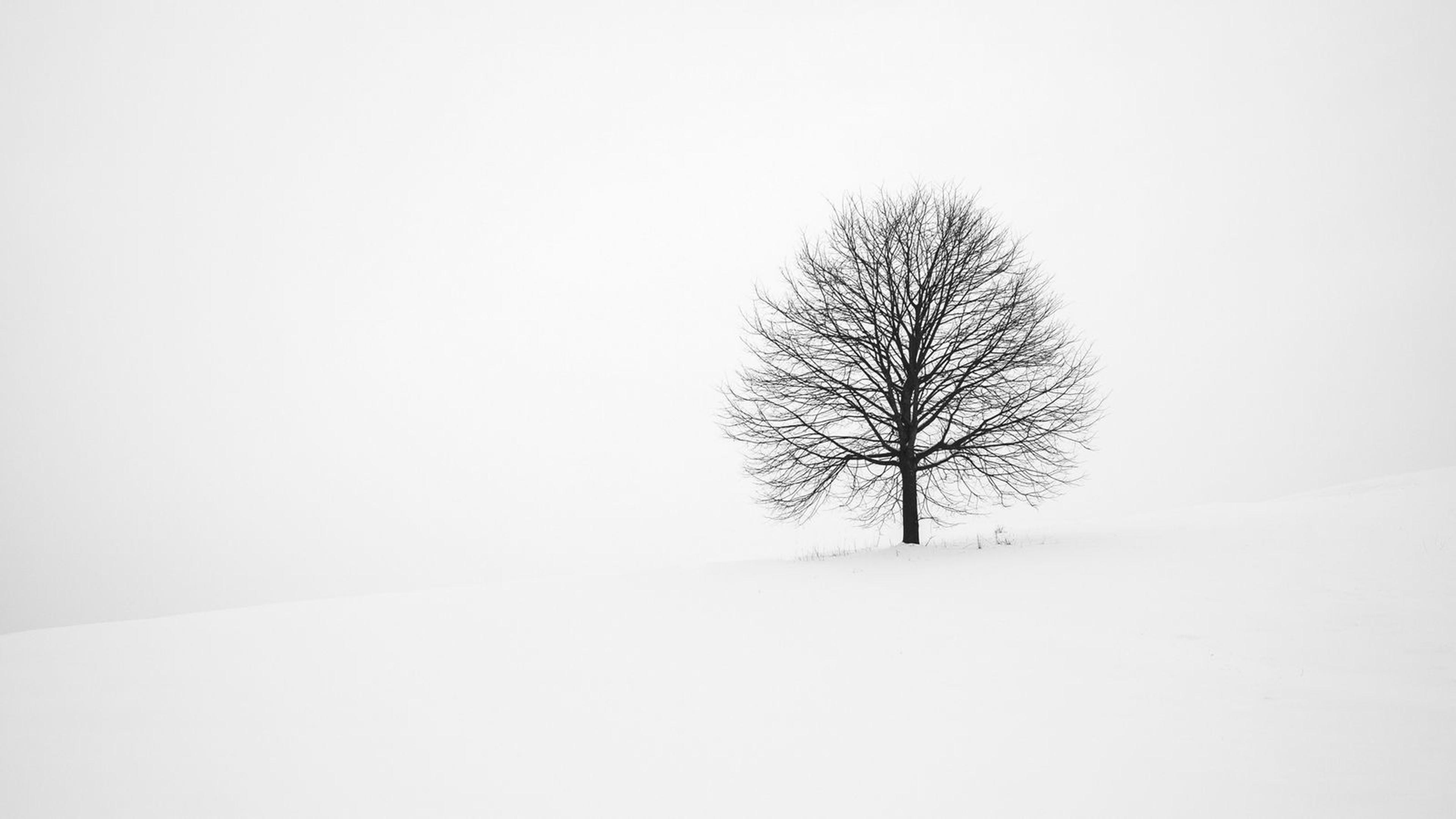 White nature and one single tree - HD wallpaper